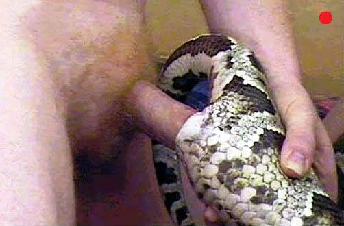 Порно Змея В Анус